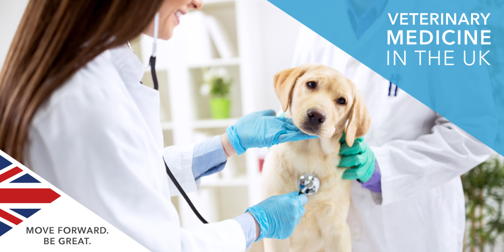 The Best UK Universities for Veterinary Medicine Degree | SI-UK